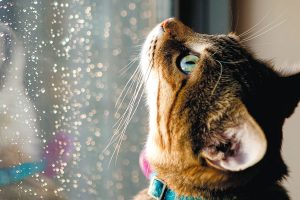 Oraciones con la palabra gato