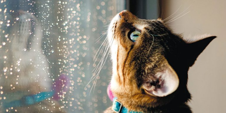 ORACIONES CON LA PALABRA GATO » 50 Ejemplos De Frases